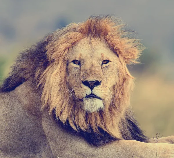 Zamknąć lew w Parku Narodowego Kenii — Zdjęcie stockowe