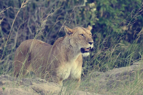 Cerca del león en el Parque Nacional de Kenia —  Fotos de Stock