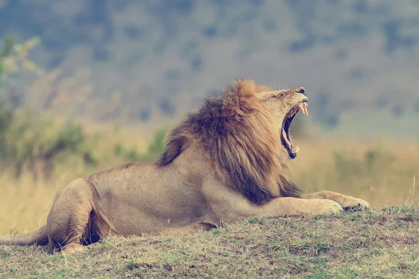 Uzavřít Lev v národním parku v Keni — Stock fotografie