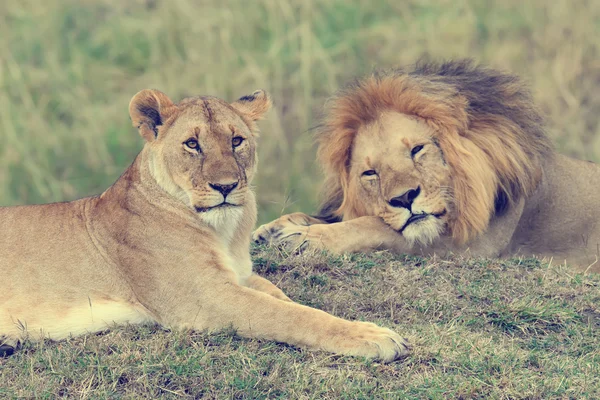 Kenya Ulusal Parkı yakın aslan — Stok fotoğraf