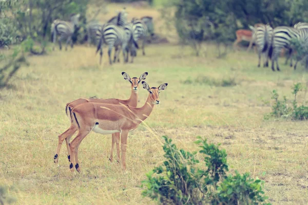 アフリカのサバンナにインパラ — ストック写真