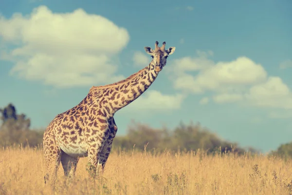 Giraffe in nationaal park van Kenia — Stockfoto