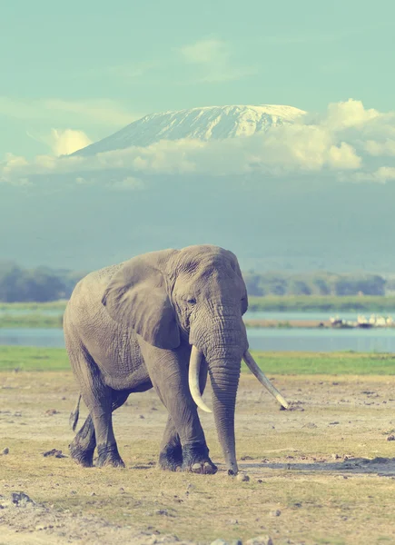 Ελέφαντας στο εθνικό πάρκο της Κένυας — Φωτογραφία Αρχείου