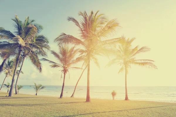 Palmera en la playa — Foto de Stock