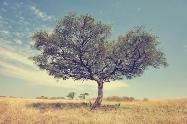 Paisagem com árvore na África — Fotografia de Stock