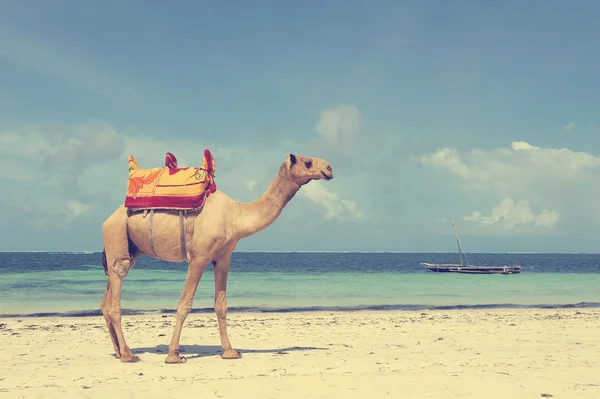 Camel op een strand kust — Stockfoto