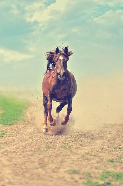 Horse gallop in meadow — Stock Photo, Image