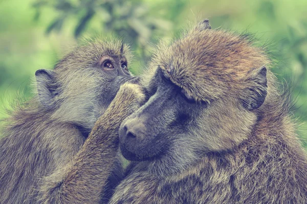 Jovem babuíno azeitona — Fotografia de Stock