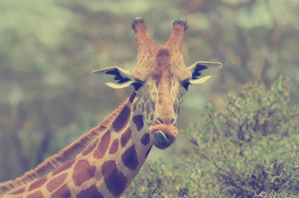 Giraffe in the wild — Stock Photo, Image