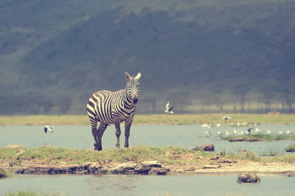 Zebra i National Park — Stockfoto