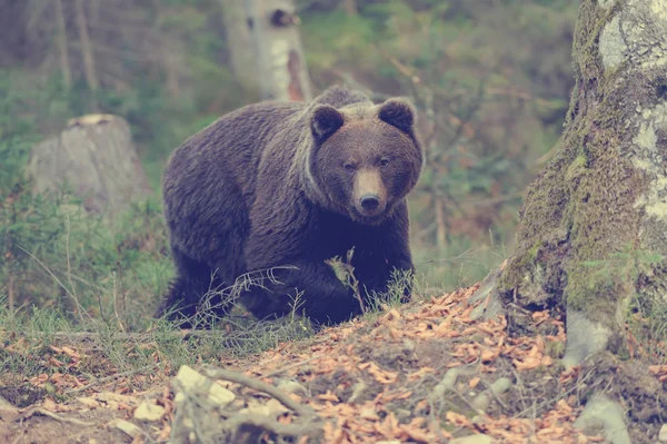 Big bear in forest — Stock Photo, Image