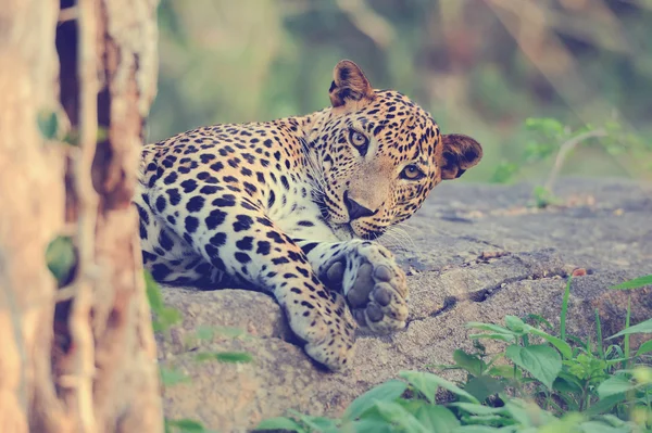 Leopard i naturen — Stockfoto