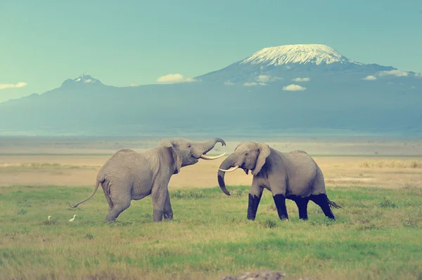 Elefant med mount kilimanjaro — Stockfoto