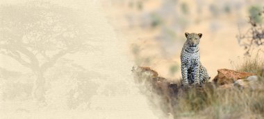 Leopar dokulu kağıt üzerinde