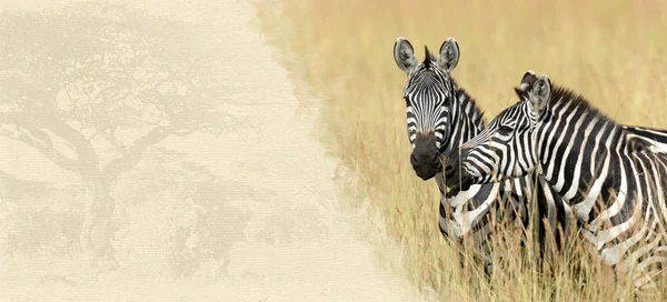 Zebra sobre papel texturizado — Fotografia de Stock