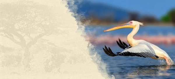 Pelicano sobre papel texturizado — Fotografia de Stock