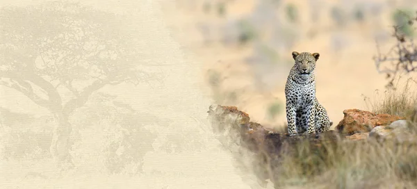 Leopardo su carta patinata — Foto Stock