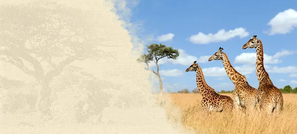 Girafa sobre papel texturizado — Fotografia de Stock