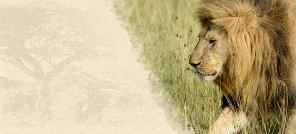 テクスチャ紙の上のライオン — ストック写真