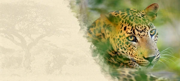 Λεοπάρδαλη σε ελαστικοποιημένων χαρτί — Φωτογραφία Αρχείου