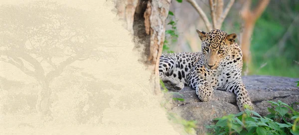 Leopardo su carta patinata — Foto Stock