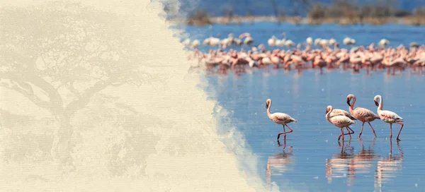 Flamingo's op geweven papier — Stockfoto