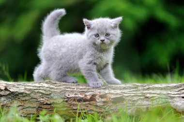 Yeşil çimenlikteki kedi yavrusu