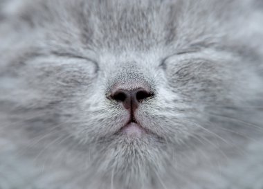 Yakın Gri kedi burun