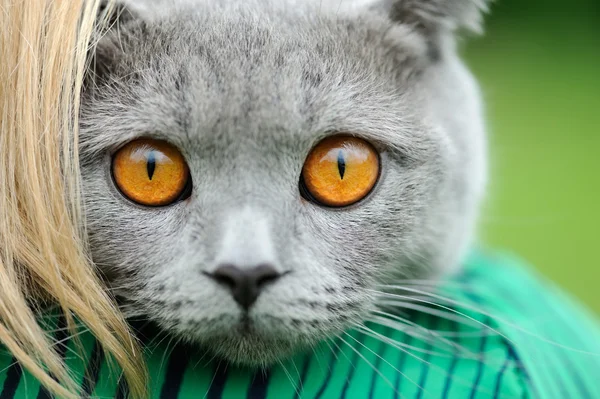 Retrato de gato gris — Foto de Stock