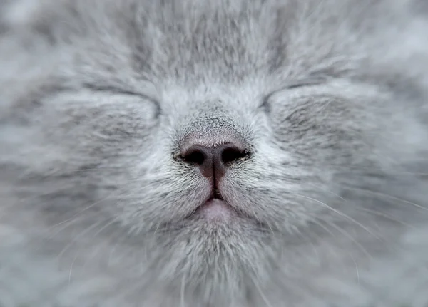 Zavřít šedé kotě nos — Stock fotografie