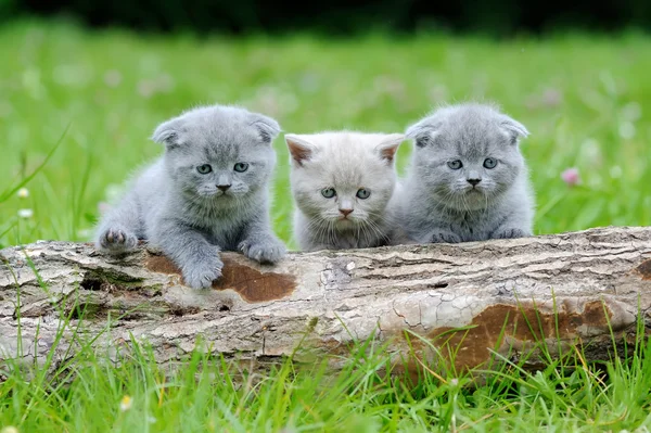 Yeşil çimenlikteki kedi yavrusu — Stok fotoğraf