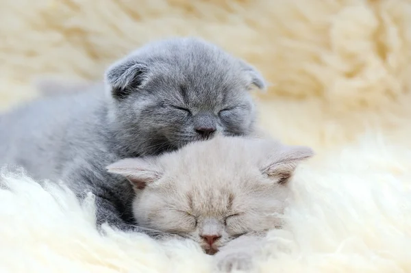 Söt liten grå kattunge — Stockfoto