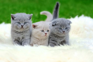 Beyaz battaniye üzerinde üç yavru kedi