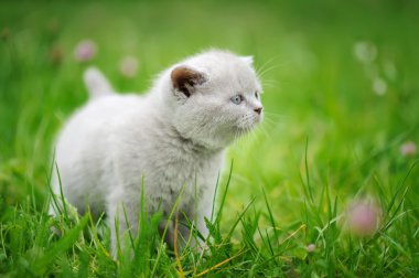 yeşil çim de sevimli kedi