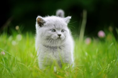 yeşil çim de sevimli kedi