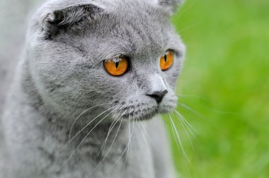 Gri kedi doğası üzerine