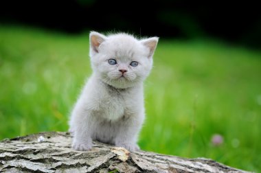 Ağaç üzerinde yakın gri kedicik