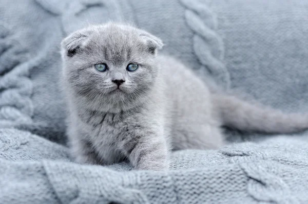 Pequeño gatito en tela gris — Foto de Stock