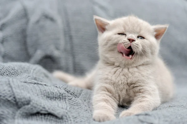 Mały kotek na szary szmatką — Zdjęcie stockowe