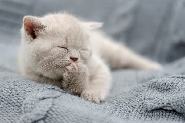 Pequeño gatito en tela gris — Foto de Stock