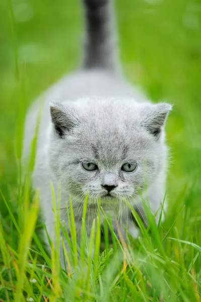 Милый котенок в зеленой траве — стоковое фото