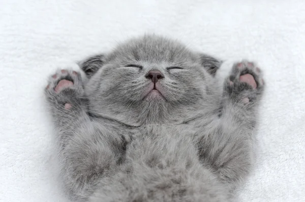 Kitten on white blanket — Stock Photo, Image