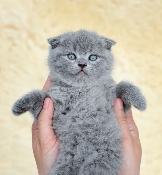 Mały szary kotek w ręku — Zdjęcie stockowe