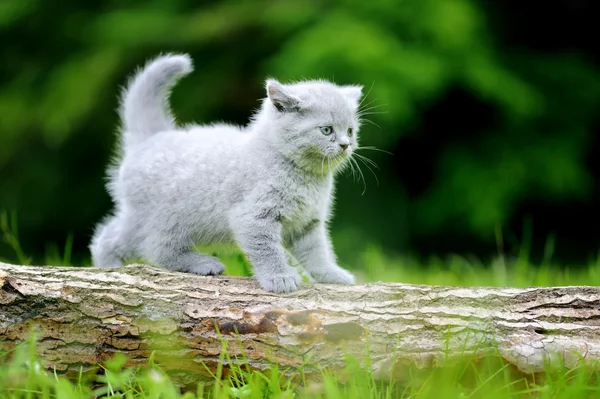 密切灰色小猫在树上 — 图库照片
