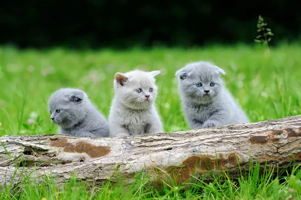 Drie grijs kitten op boom — Stockfoto