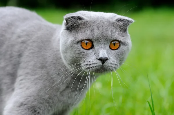 Gatto grigio sulla natura — Foto Stock