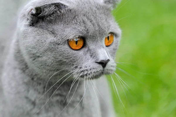 Gray cat on nature — Stock Photo, Image