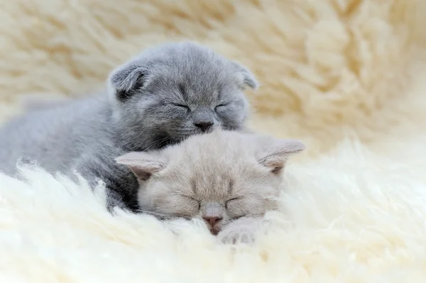 Gatito en manta blanca —  Fotos de Stock