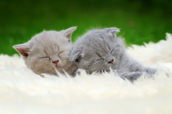 Deux chatons sur couverture blanche — Photo