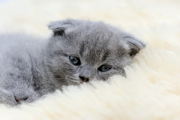 Gatito en manta blanca — Foto de Stock